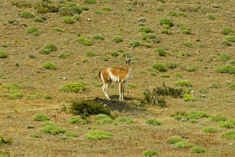 20071213 120016 D2X 4200x2800.jpg - Guanaco (a woolier llama), Torres del Paine National Park